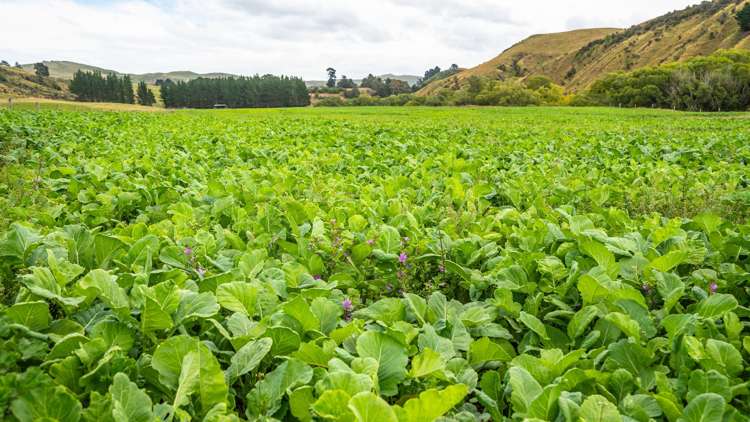 2 Cotswold Road Omihi_13