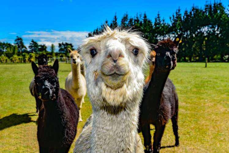 1316 Tramway Road Dunsandel_24