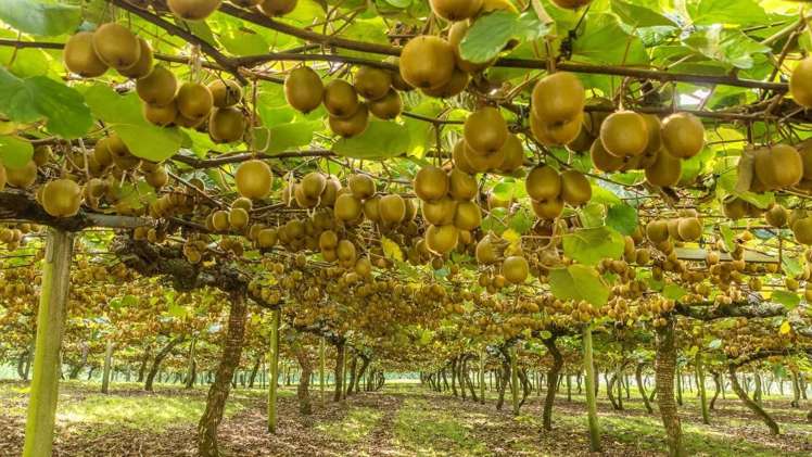 112 Te Puna Road Te Puna_18