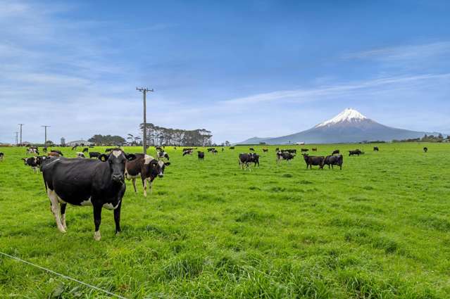 Premium Dairy Farm on Patiki