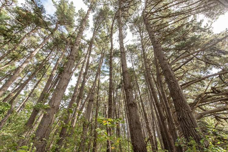 63-69 Leinster Avenue Raumati South_13