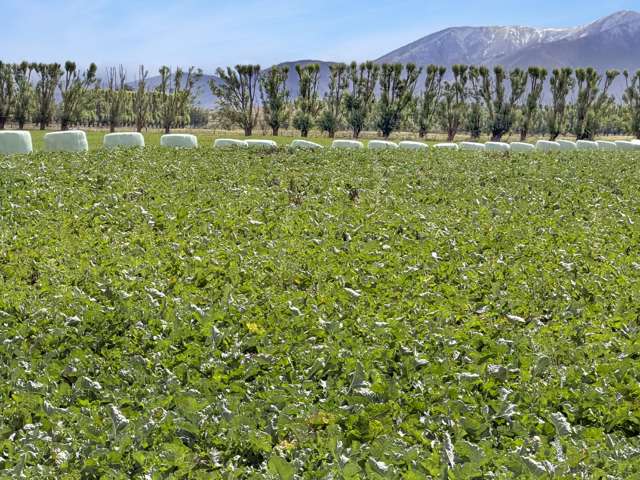 Bypass Road Ranfurly_2