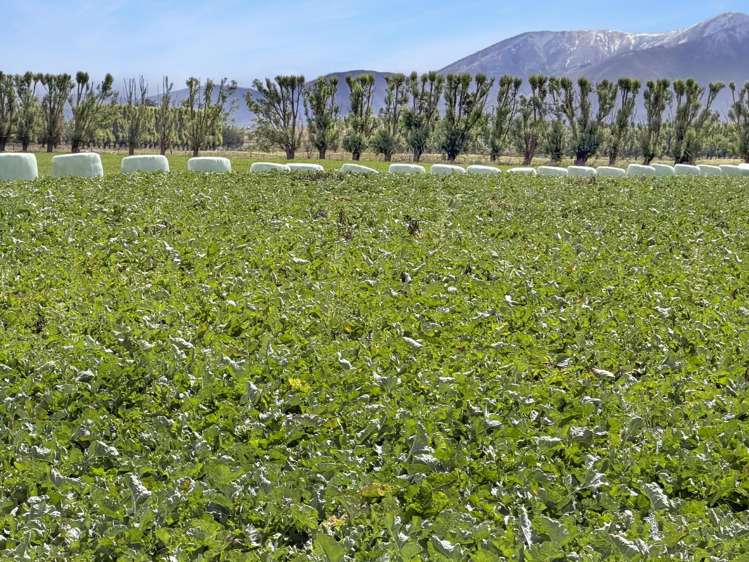 Bypass Road Ranfurly_2