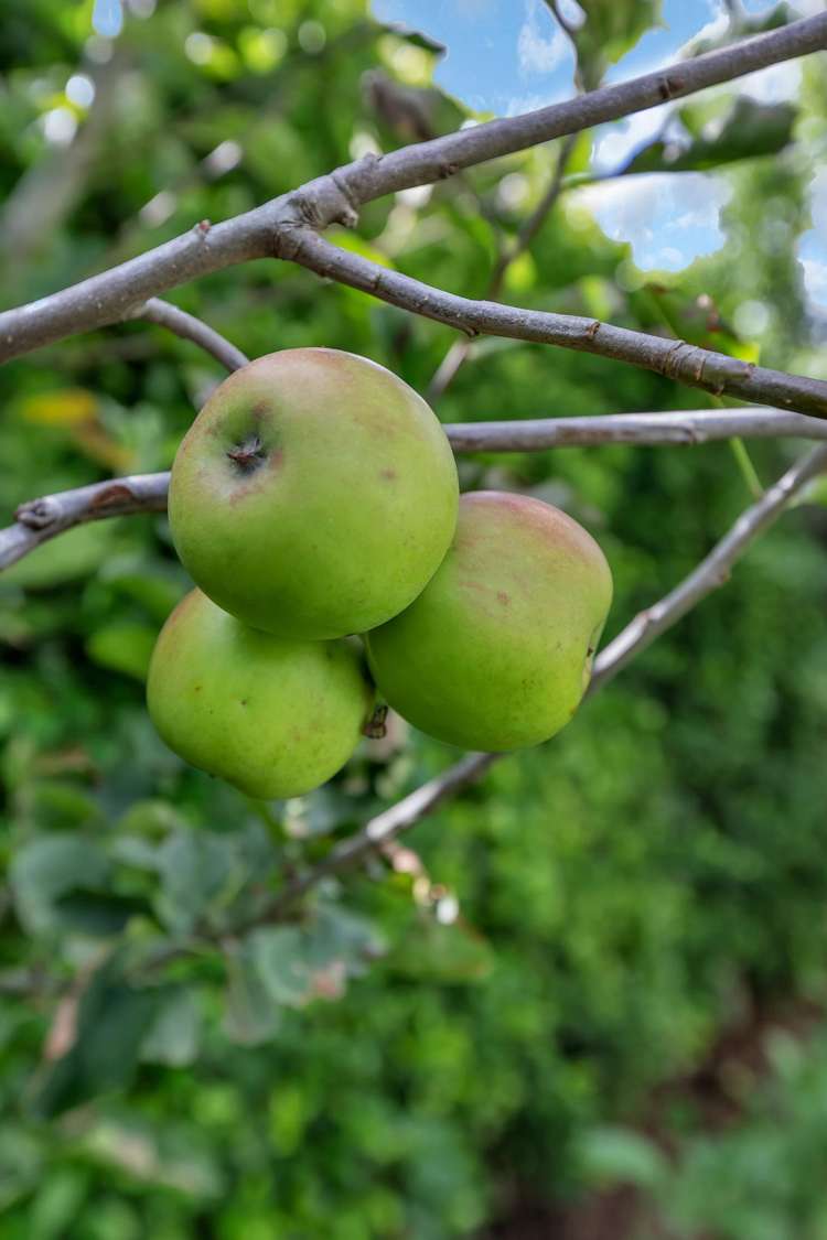 2A William Street Kensington_26