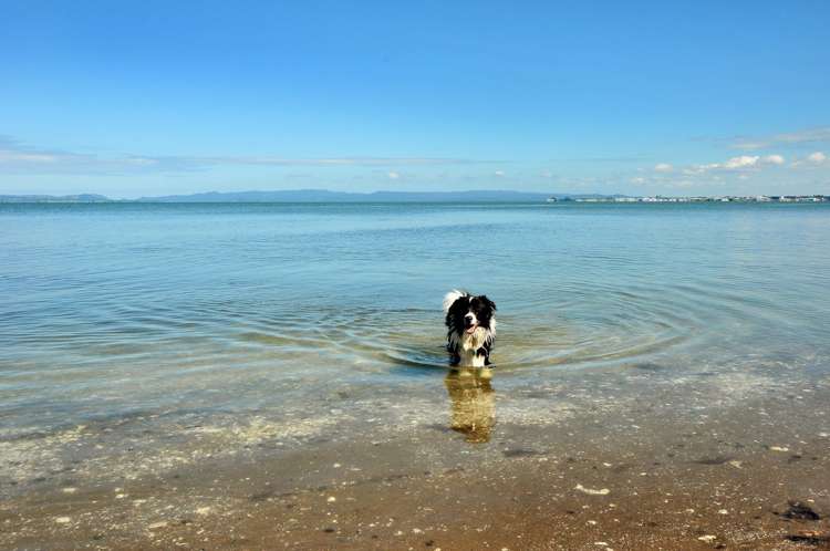 49 Roys Road Manurewa_2