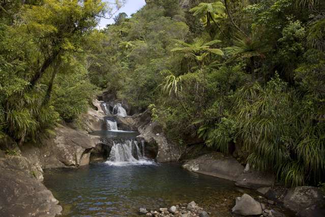 586 Tapu Coroglen Road Coromandel Forest Park_1