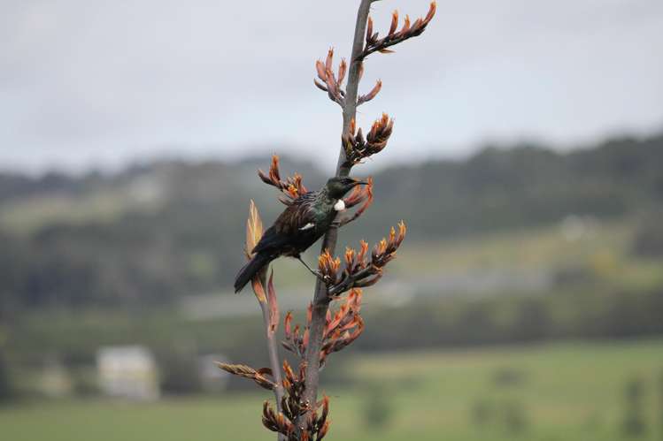 45C Finlayson Road Matarau_25