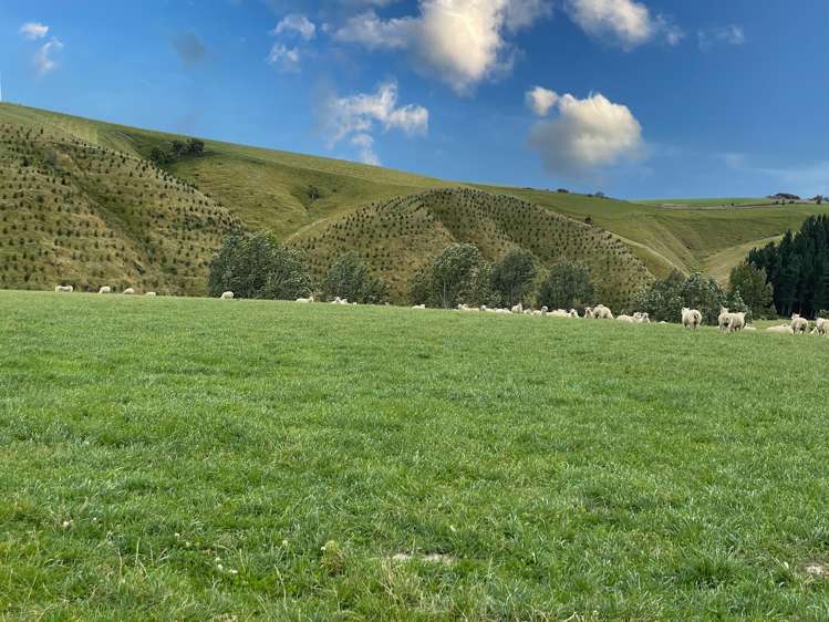 446 Skinner Road Clinton and Surrounds_13