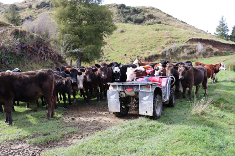 4869 Ohura Road Pohokura_2