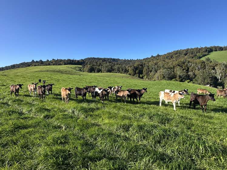 258 Paratu West Road Richmond Downs_15