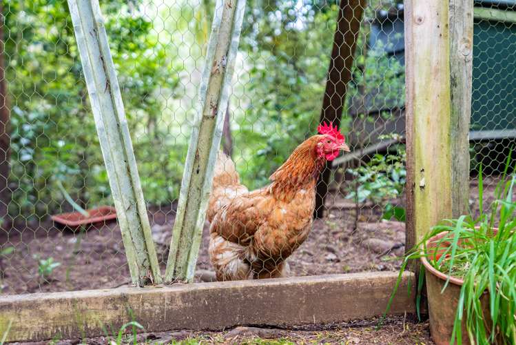 6754 State Highway 12 Waimamaku_10