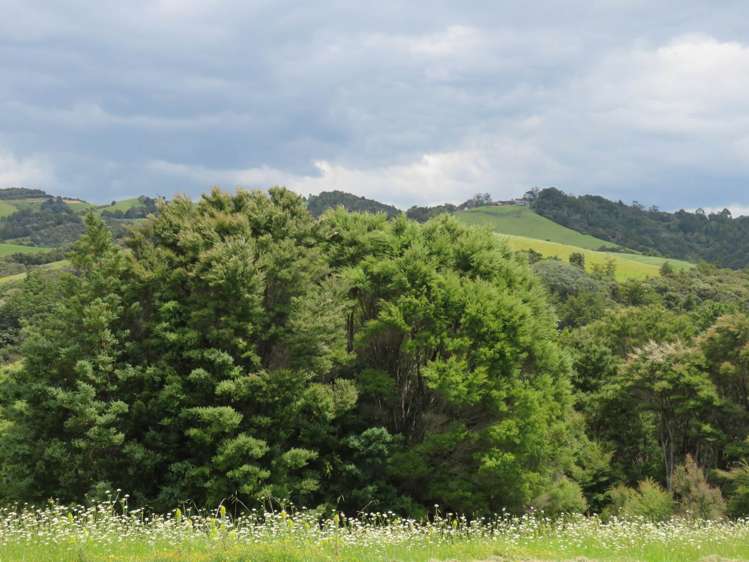 Pataua North Road Pataua_22