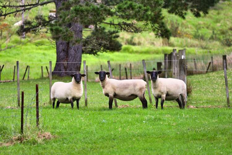 83 Tara Road Mangawhai_18