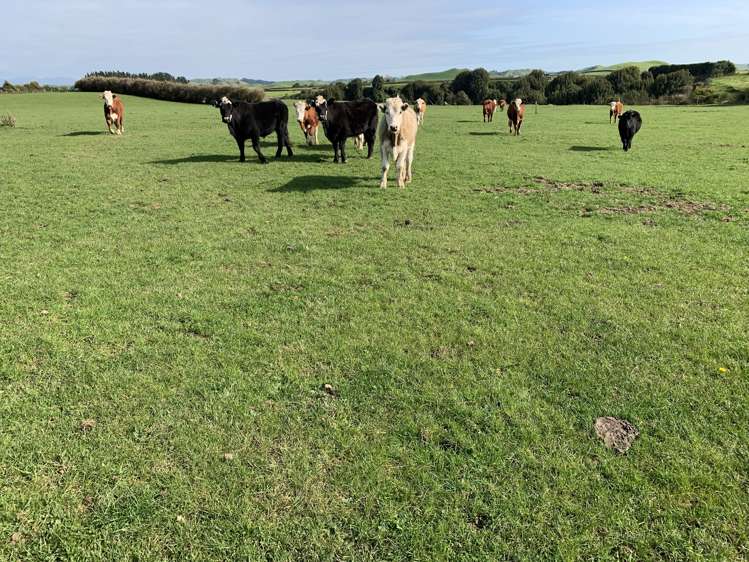 895 Bird Road Stratford_24