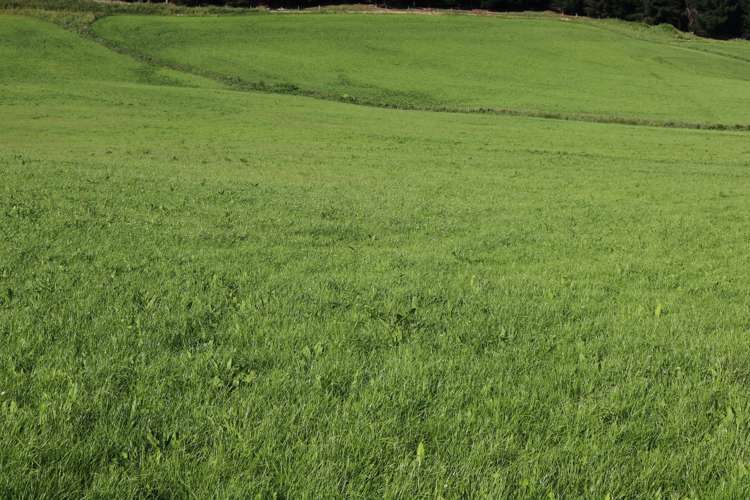 Hunt Road Catlins Surrounds_6