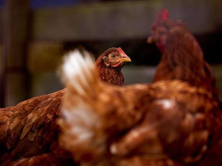 29 Skevingtons Road Hapuku_25