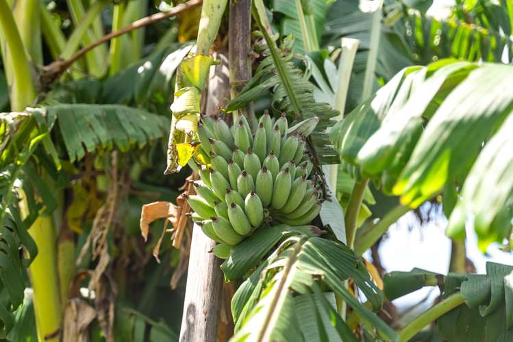 79C Jackson Road Maungatapere_21