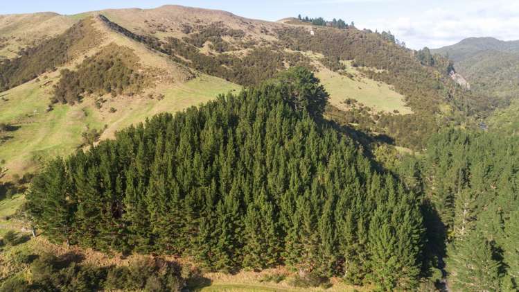 157 Parakiwai Quarry Road Whangamata_13