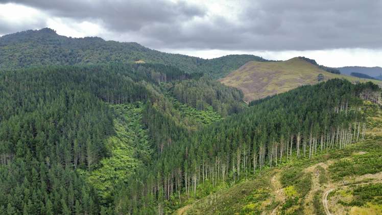 Waitete Road Waihi_9