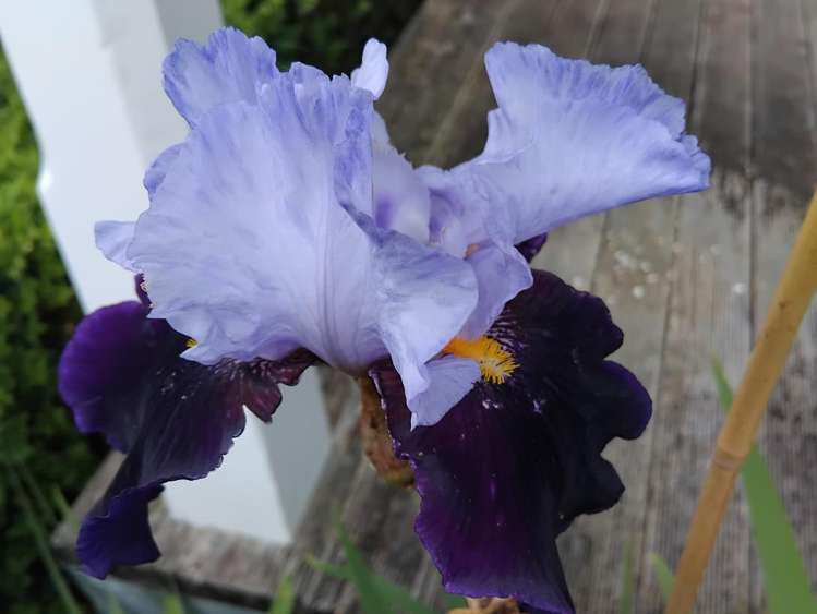 21 Signal Street Marton_28