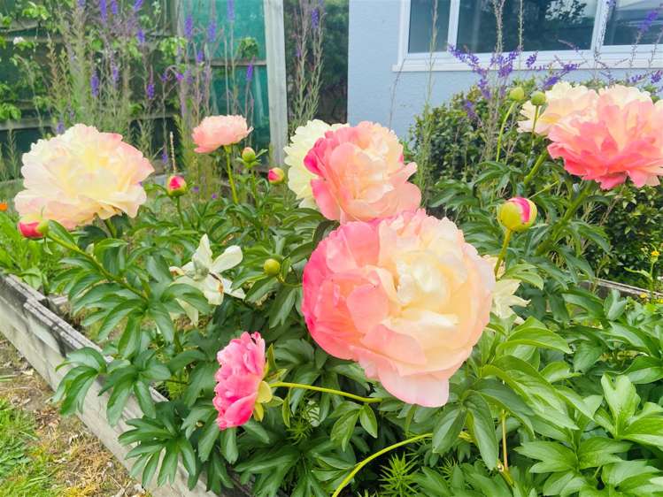 10 William Street Marton_2