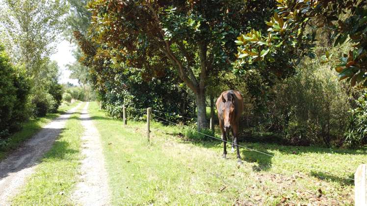 363 Roydon Downs Road Paengaroa_23