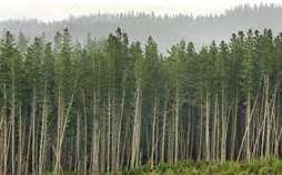 Regenerative forestry 'step in right direction'