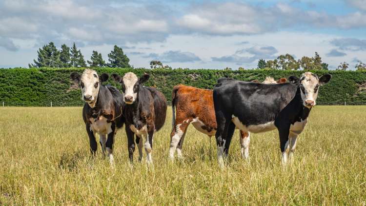 185 Ashworths Road Amberley_13