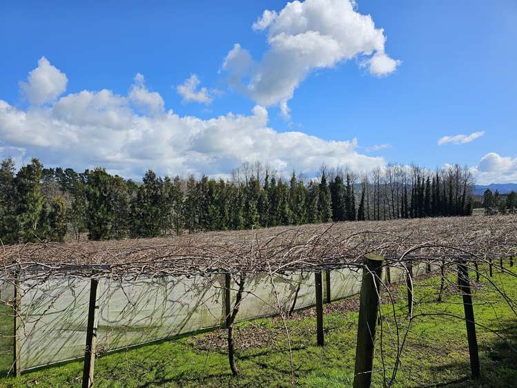 134a Athenree Road Athenree_15