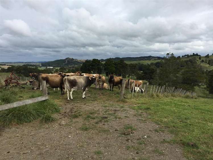 61 Whaka Road Maungaturoto_10