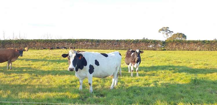 49 Takahiwai Road Ruakaka_0