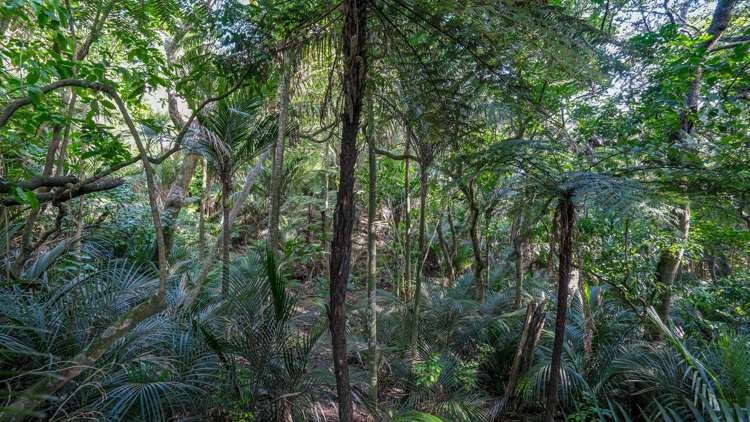 412 Larmer Road Kaitaia_23