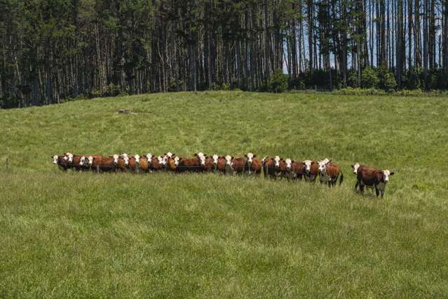 Grazing with good infrastructure in prime location