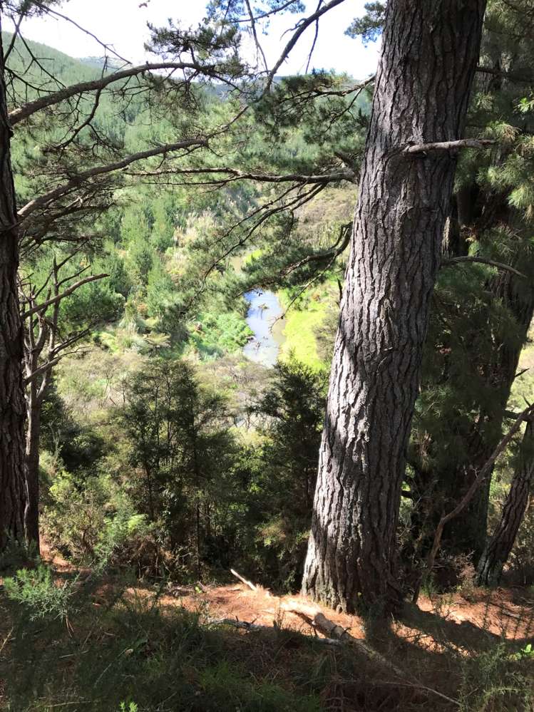 297a Wilson Road Wellsford_8