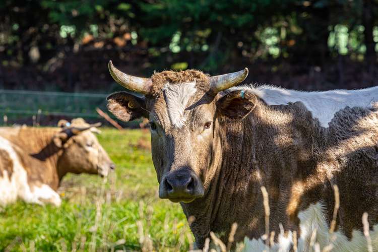 30 Church Lane Wairau Valley_24