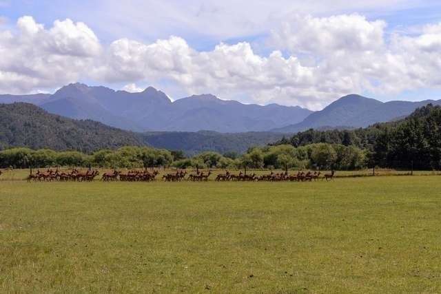 560 Shenandoah Highway Murchison_3