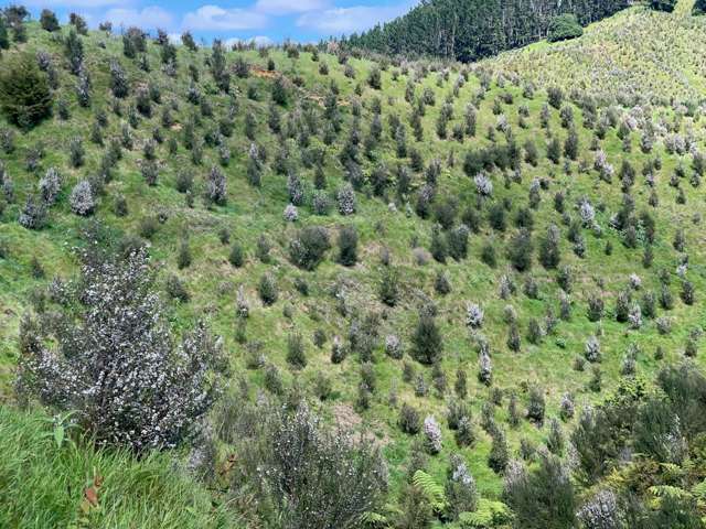 177A Moir Hill Road Puhoi_3