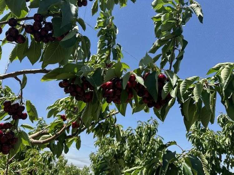 6 Mt Pisa Road Cromwell_2