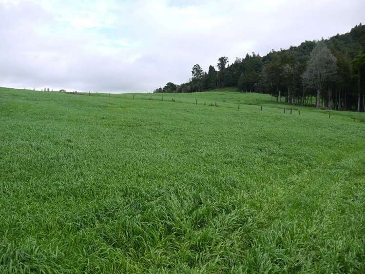 259 Waimata Road Dargaville Surrounds_9