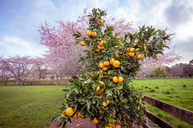 67d Davison Road Newstead_30