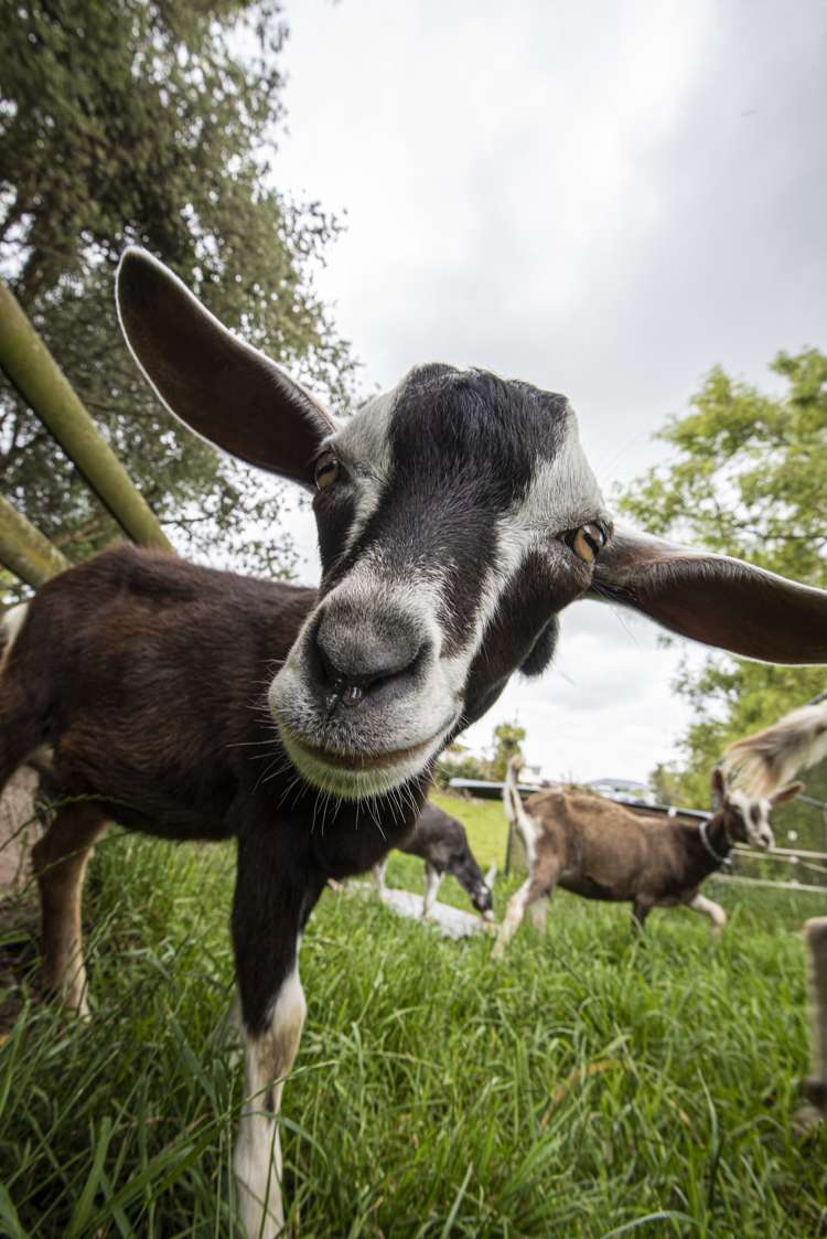 9 Bickerstaffe Road Maungaturoto_19