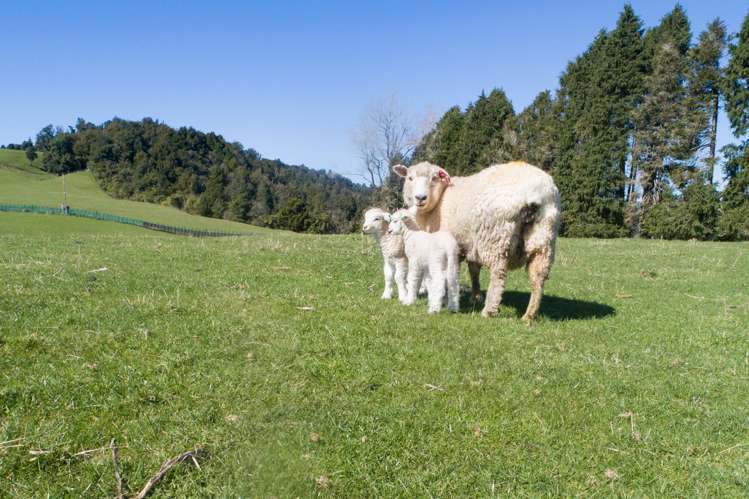 628 Pakaraka Road Kaimai Mamaku Conservation Park_19
