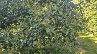 527B Omanawa Road_4