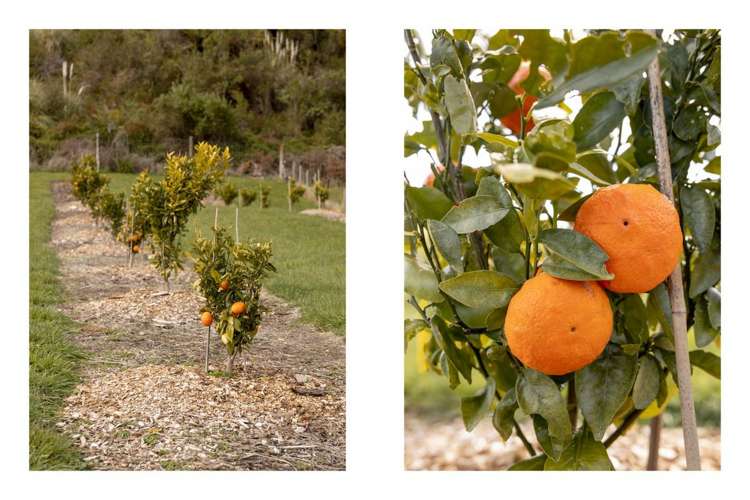 230b Withy Road Manawahe_3