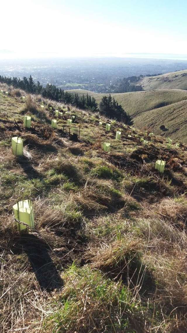 231 Huntsbury Avenue Cashmere_3