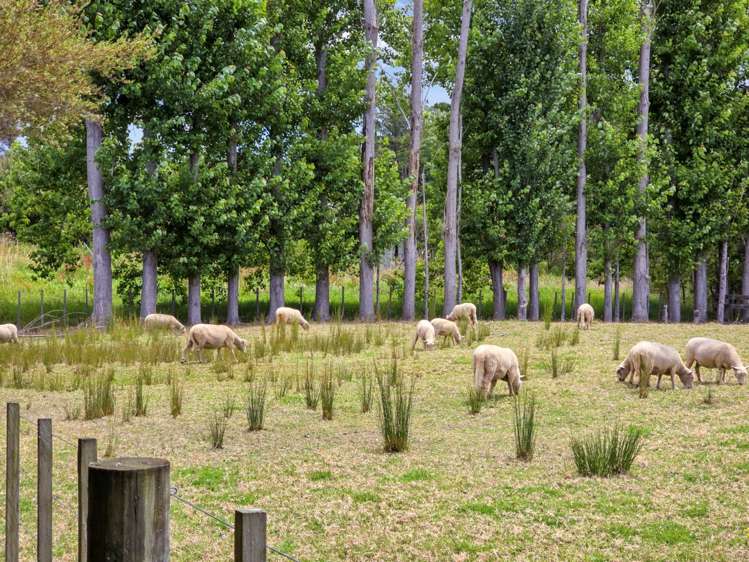 354 Kaipara Flats Road Warkworth_22