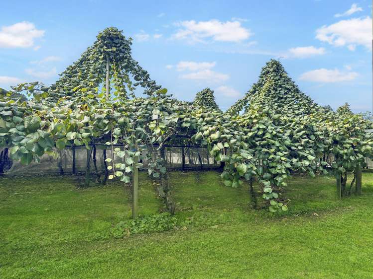 155a Gow Road Opotiki Coastal_5