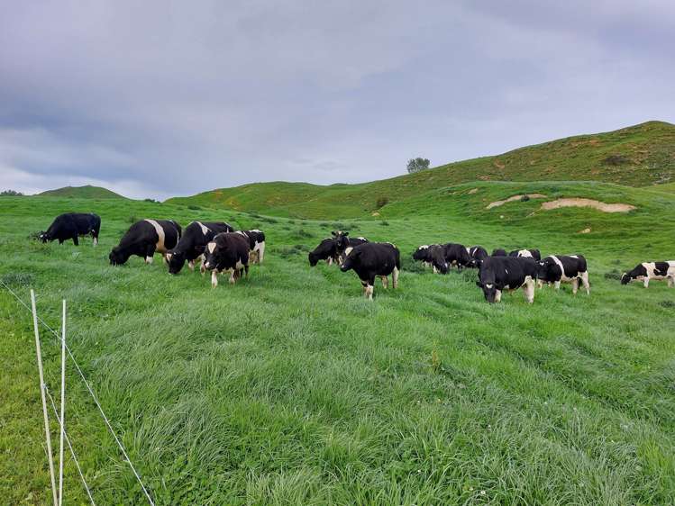 80 Parakoko Road Aria_7