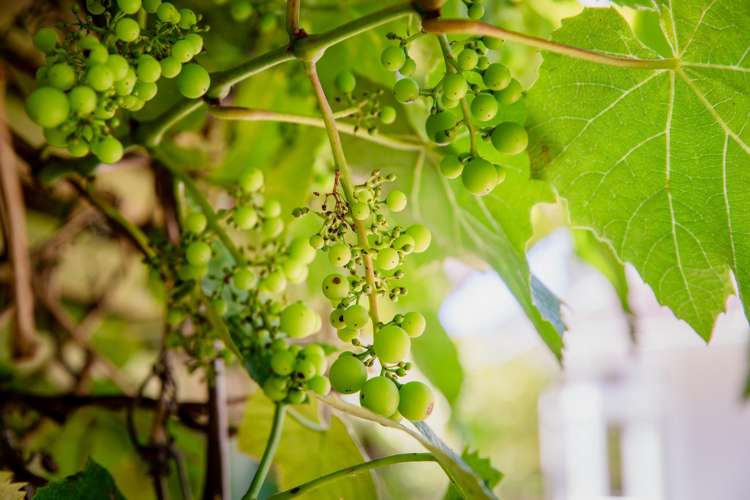 45b Mana Street Vogeltown_19