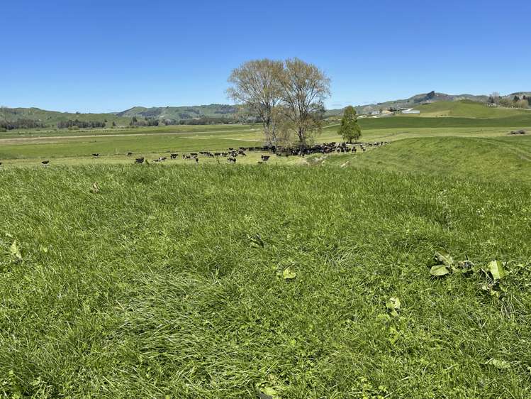 135 Whataroa Road Te Kuiti Waitomo Rural Property For Sale One Roof